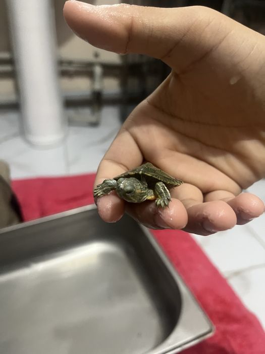 Черепаха водиная