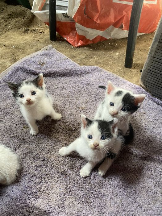Малки котенца (спешно търсим дом)