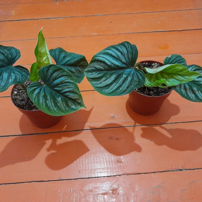 Филодедрон пловмани