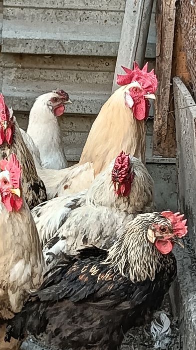 Продам домашних петухов