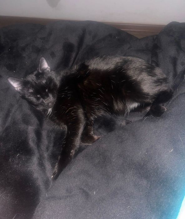 Кошка ищет семью
