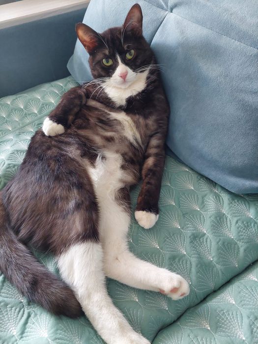 Отдам кота бесплатно