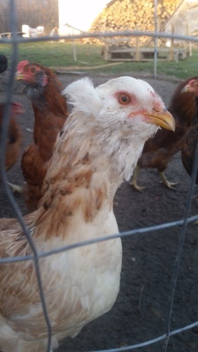 Vând familii de găini Araucana care produc oua verzi fără colesterol