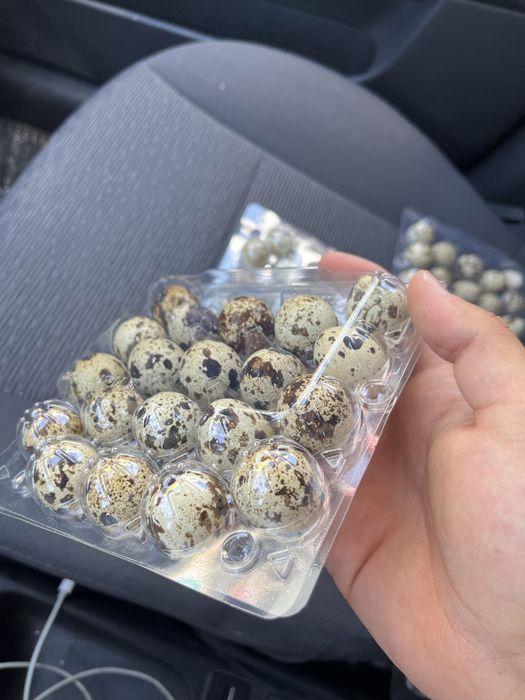 Tabiiy bedana tuxumi  500 soʻm