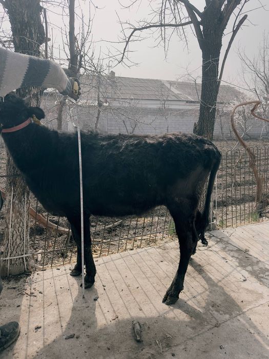 Хўнажин сотилади