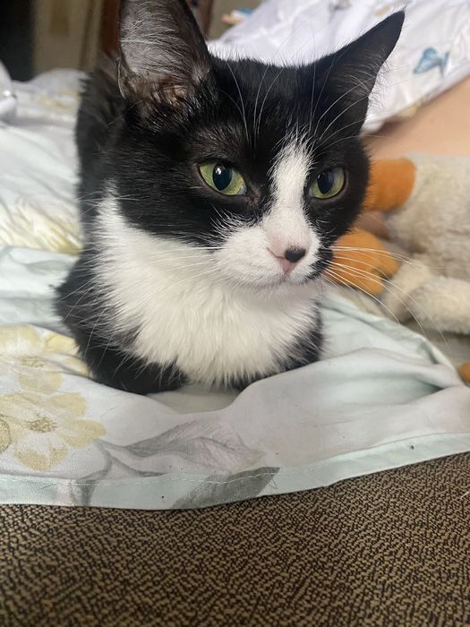 Кошку в добрые руки