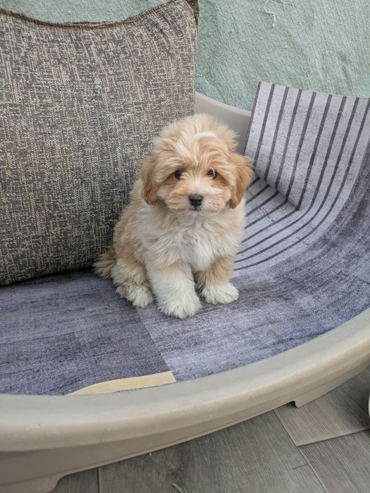 Шикарные щенки мальтипу F 1