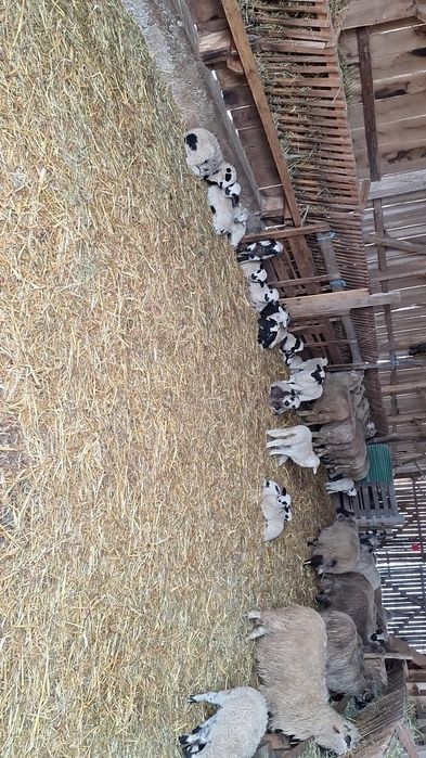 Vand oi cu miei majoritatea tinere