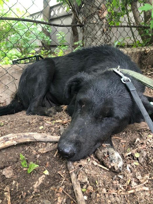 срочно пристраиваю щенка и его маму