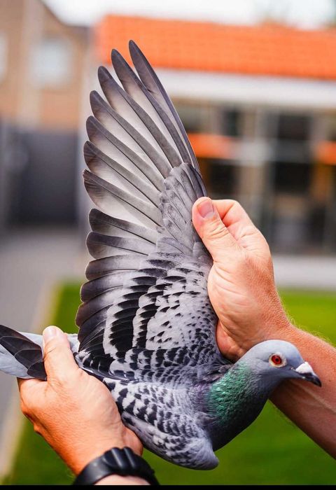 Vand porumbei de concurs