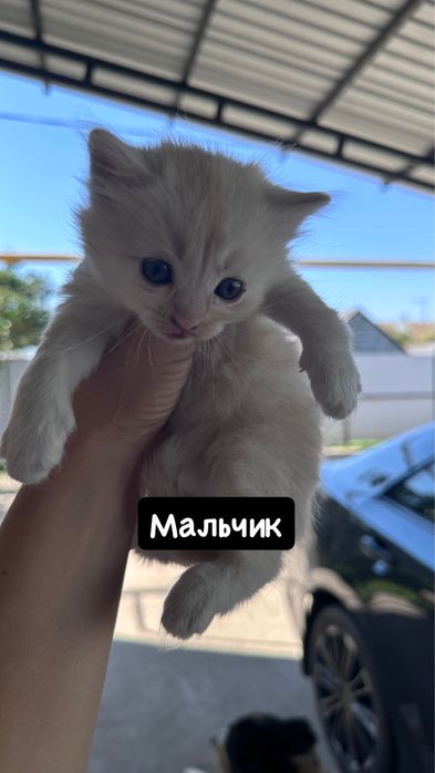 Отдам котят от мышеловки