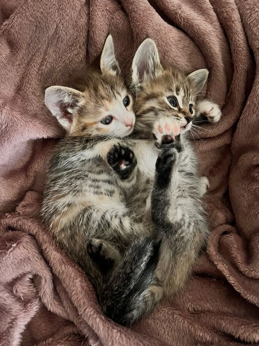 Котята 2 месячные