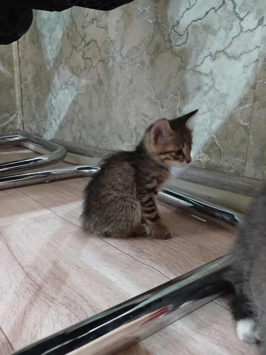 Отдам котят бесплатно