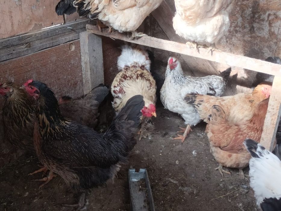 Домашние прошлогодние куры