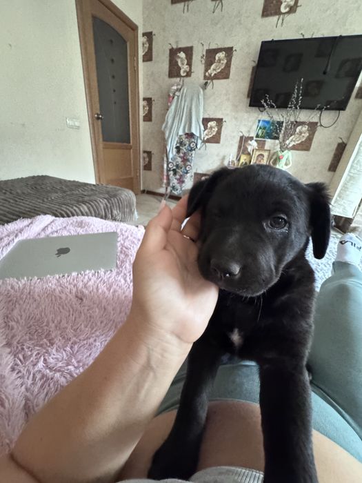 Щенкок 1 месяц (девочка) с отличной гинетикой