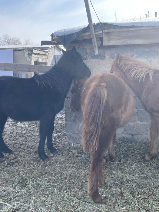 Ұргашы жабағы сатылады