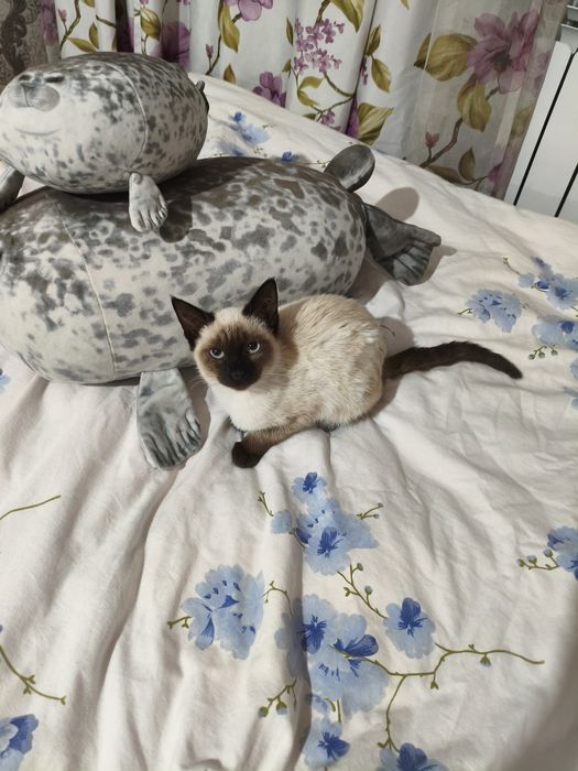 Отдаю котят, 5 месяцев