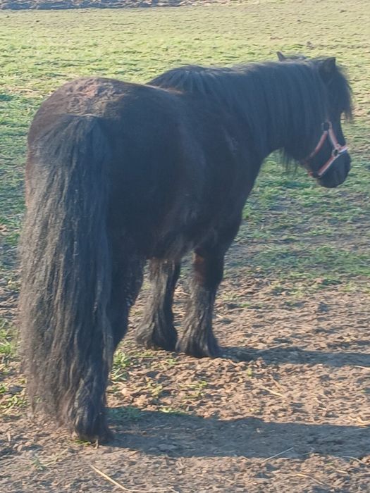 Vând poneiță gestantă