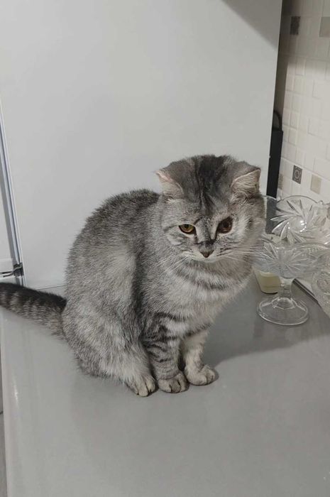 Благородный котик ищет дом