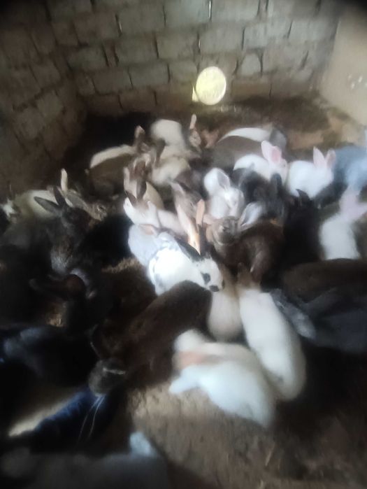 Quyon bolalari bor sotiladi ona quyonlarga bartir ham qilinadi