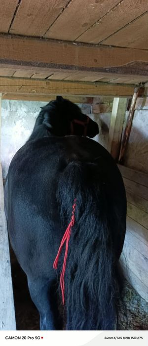 Vand cal bun mai