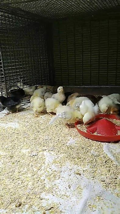 Цыплята суточные домашние
