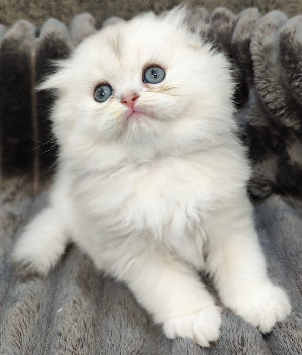 Puiuț Scottish Fold alb superb