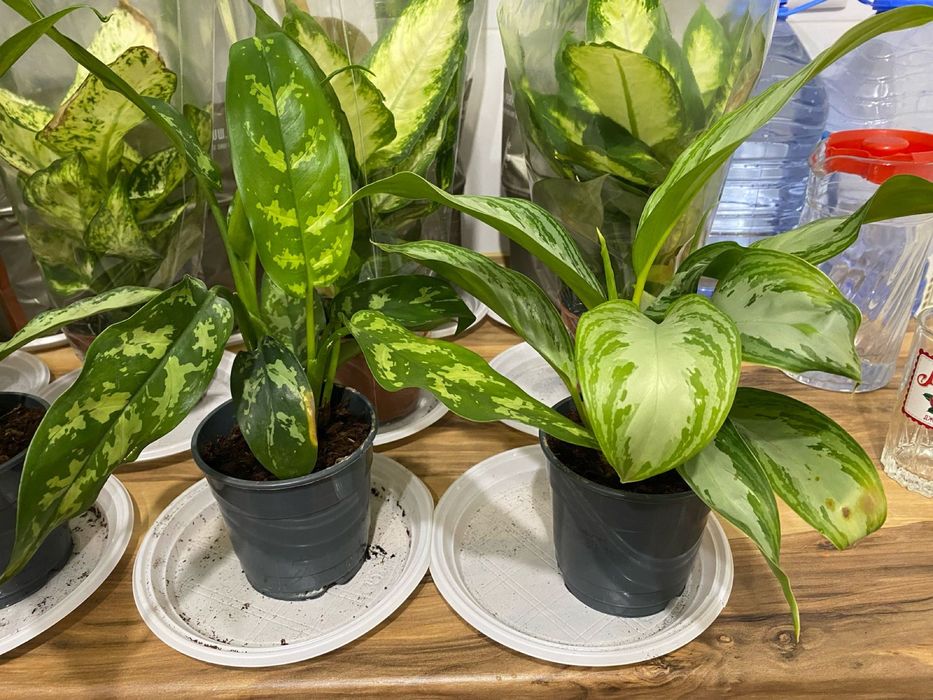 Аглеонема комнатная