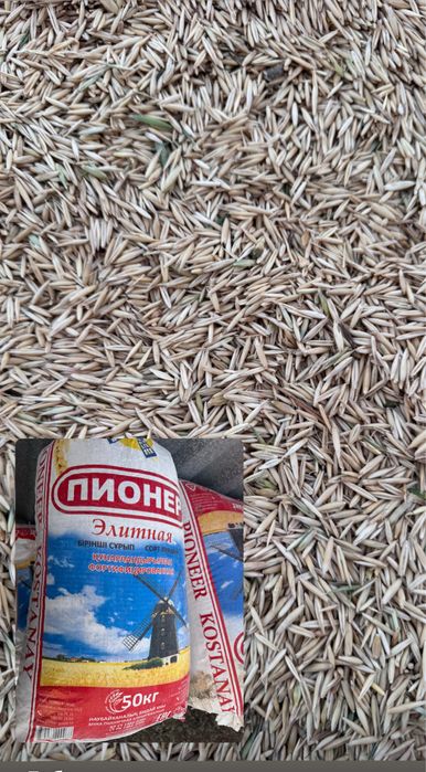Овёс сұлы сатылады продается