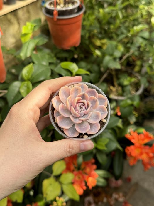 Эхеверия суккулент