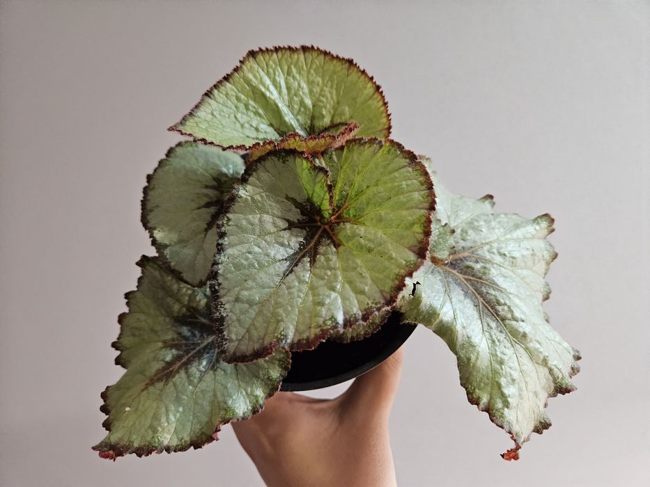 Бегония rex 1500 тг