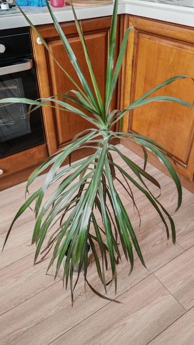 Драцена маргината