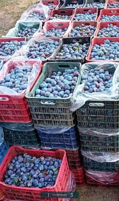 Vând prune de țuică