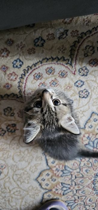 Отдам бесплатно котёнка