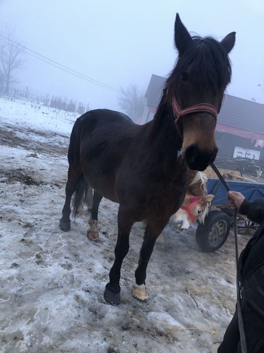 De vanzare iapa de 7 ani