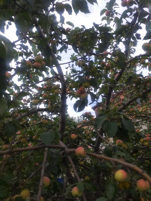 Тыква, вишня, сухофрукты, облепиха