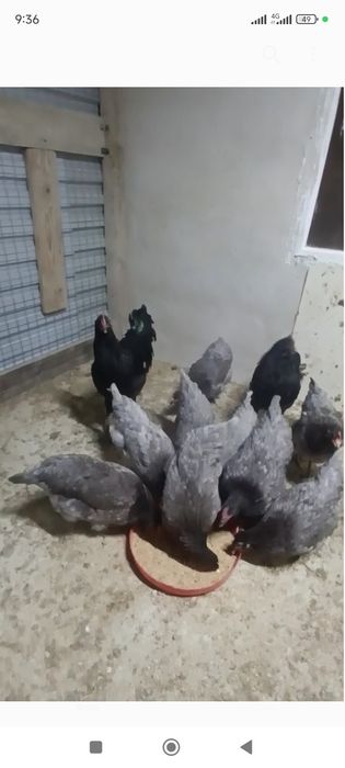 Тауық кури птиц Австролоп