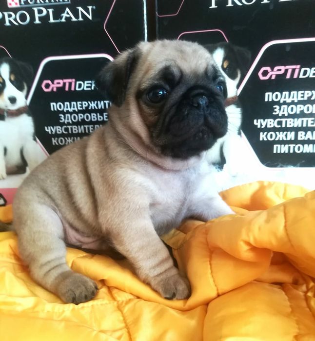 Щеночки Мопса с документами