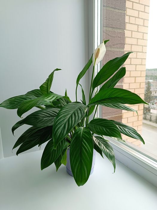 Продам комнатные растения