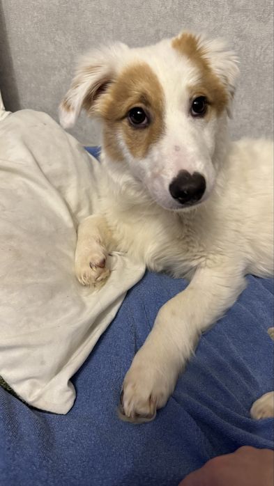 Малыш ищет свой дом