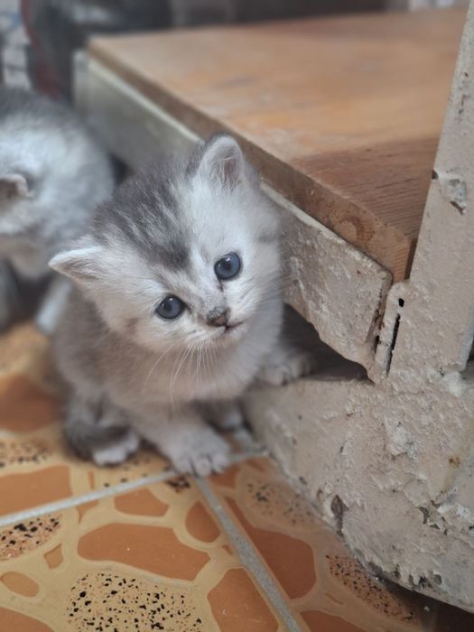 Mushuk bolasi sotiladi (Shinshilla poroda)