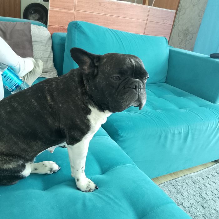 Французский бульдог