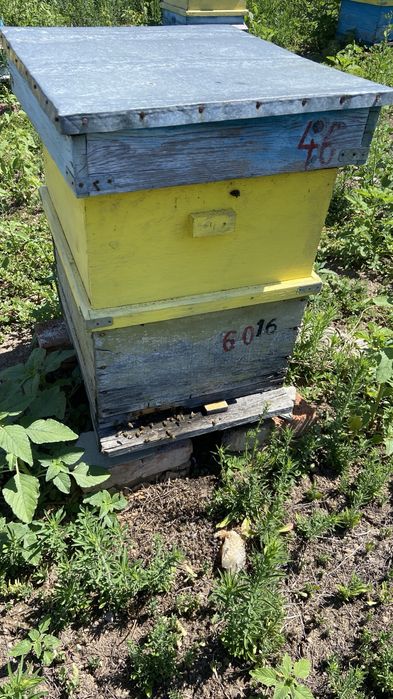Продавам пчелни кошери и пчелни семества