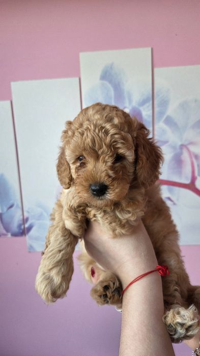 Той пуделчета,момче и момиче.