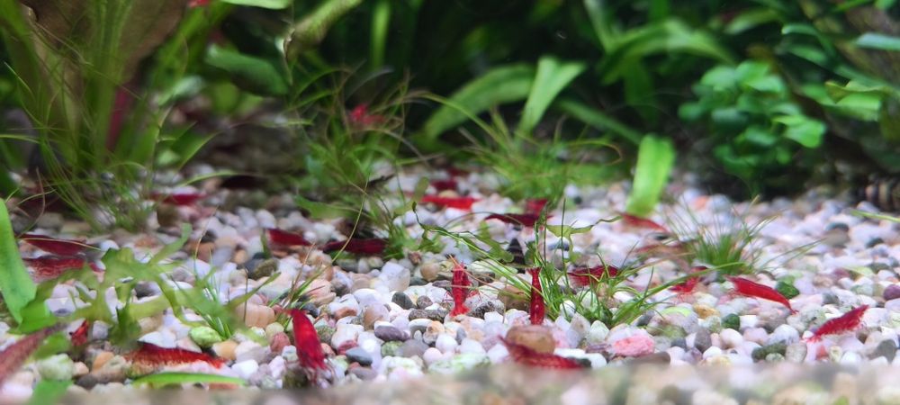 Creveti acvariu neocaridina