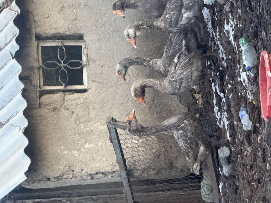 G’oz 5 dona sotiladi