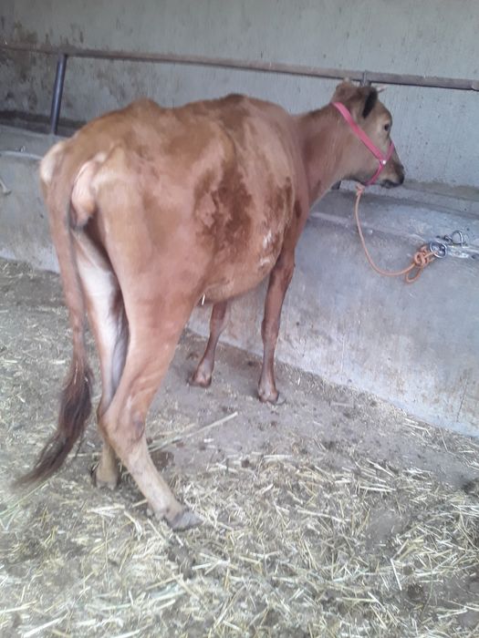 5..Oylik Bug‘oz Sigir Sotiladi. Buxoro Jondor