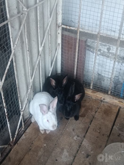 Soglom xashaki quyonlar sotiladi