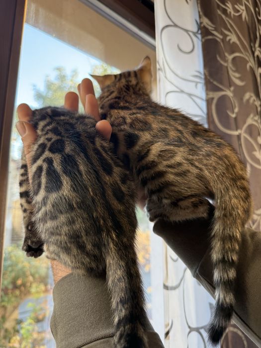 Бенгалски котета!