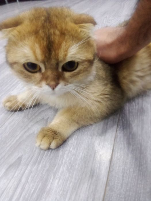 mushuk sotiladi. yoshi 1yarim jinsi erkak.sogʻlom